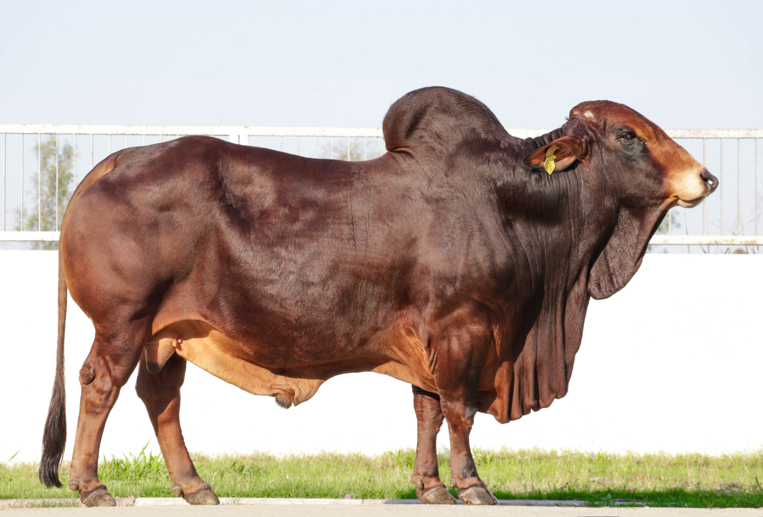 ロッド Saurus Bass'N Shaft Barca BC-BA58 Saurus Bass'N Shaft Barca BC-BA58