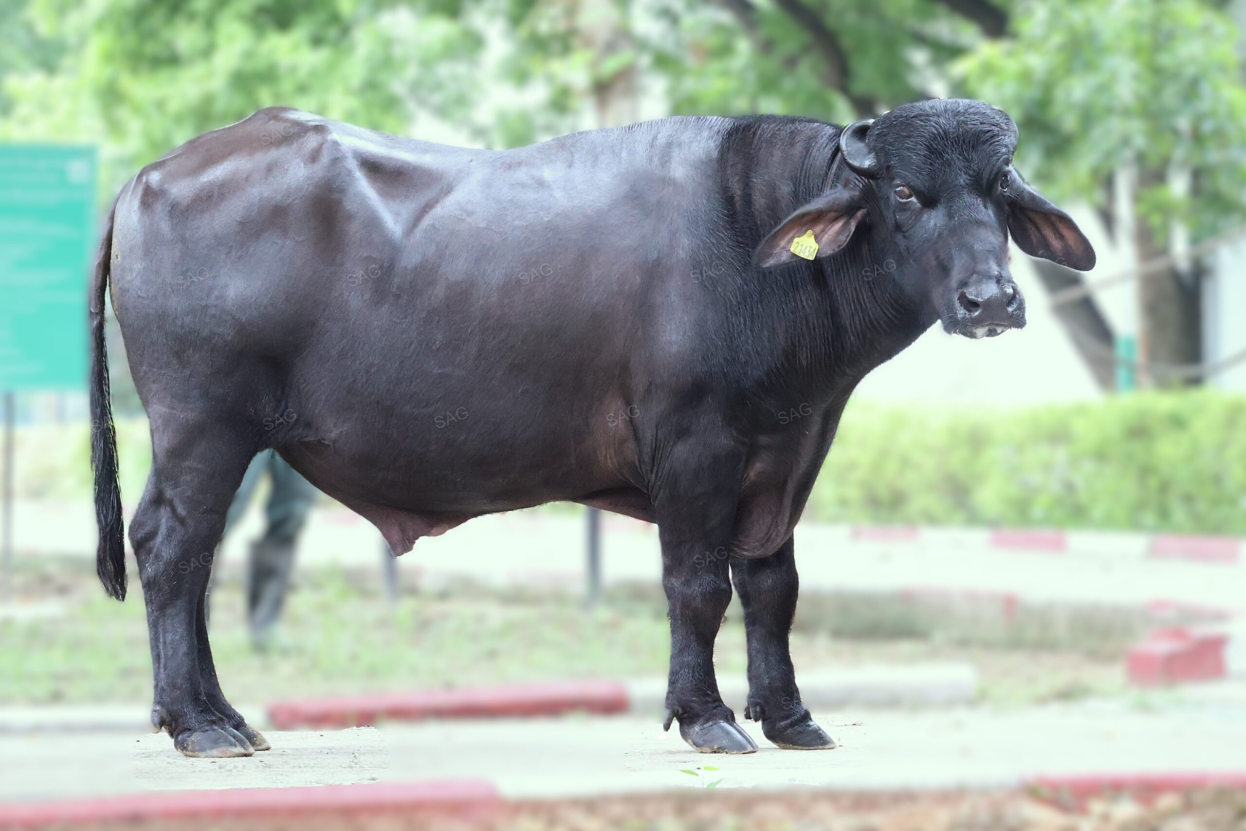 Bull