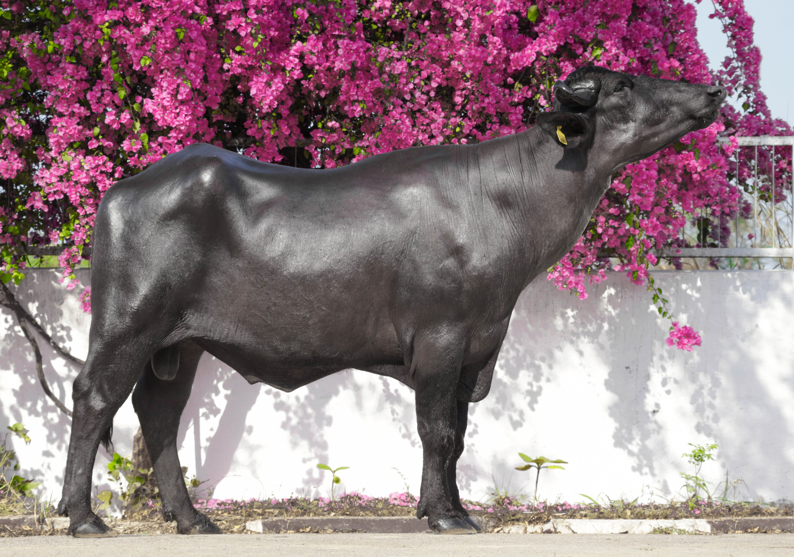 MR-20897 – ABC Salon